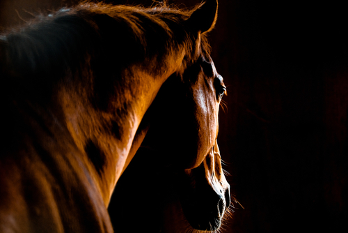 Management : un problème ? Parlez en aux chevaux !