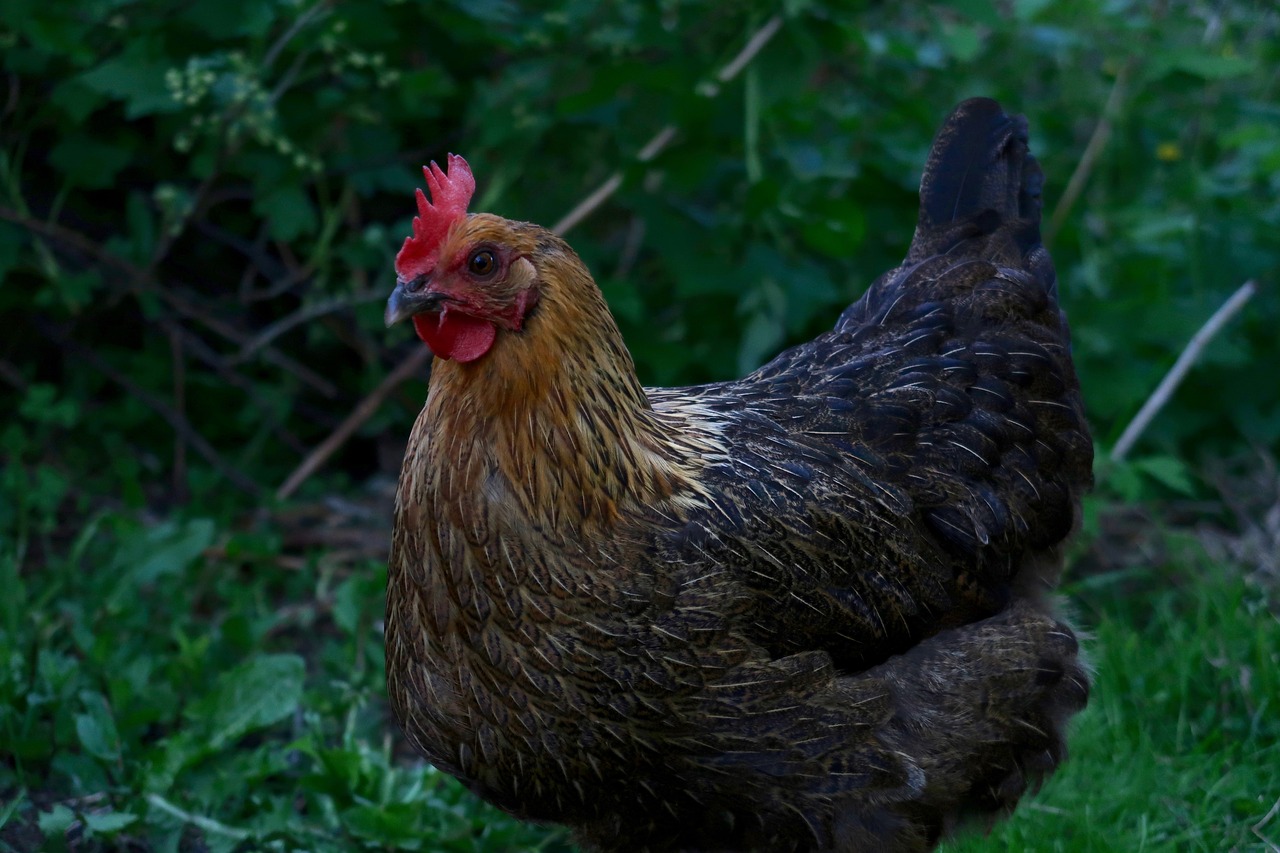 Le volailler Doux est vendu à la découpe Le volailler Doux est vendu à la découpe