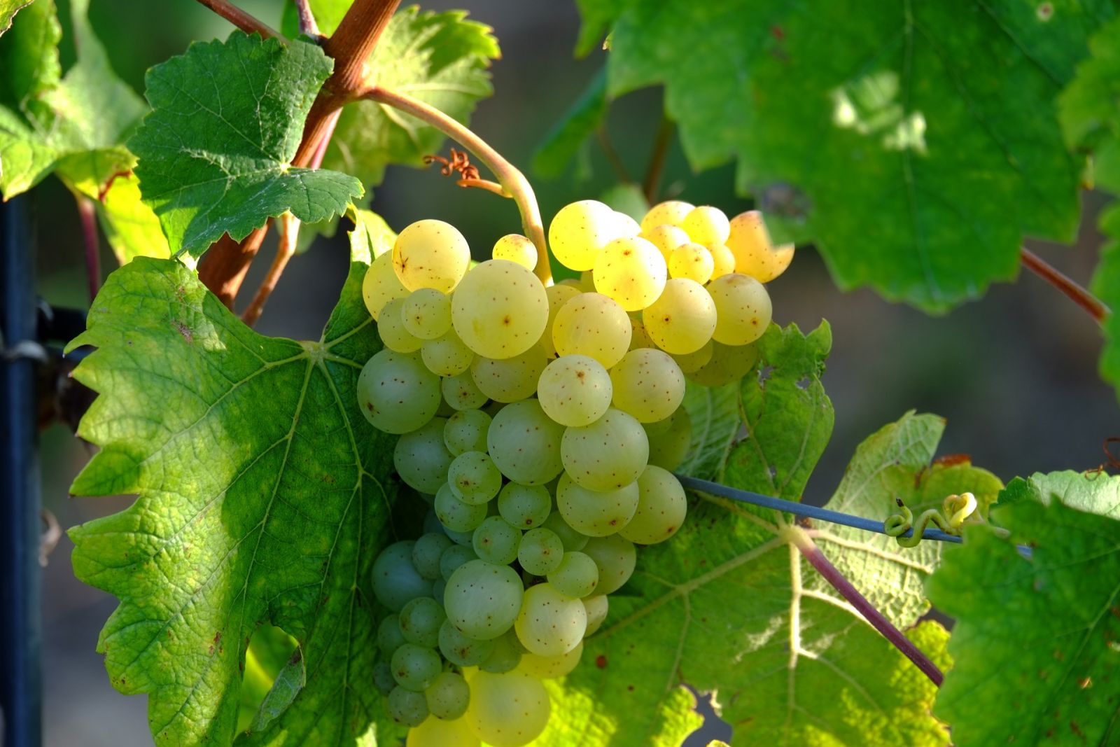 Les viticulteurs en manque de saisonniers