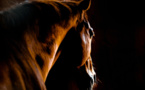 Management : un problème ? Parlez en aux chevaux !